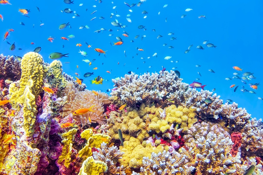 海の中のサンゴ